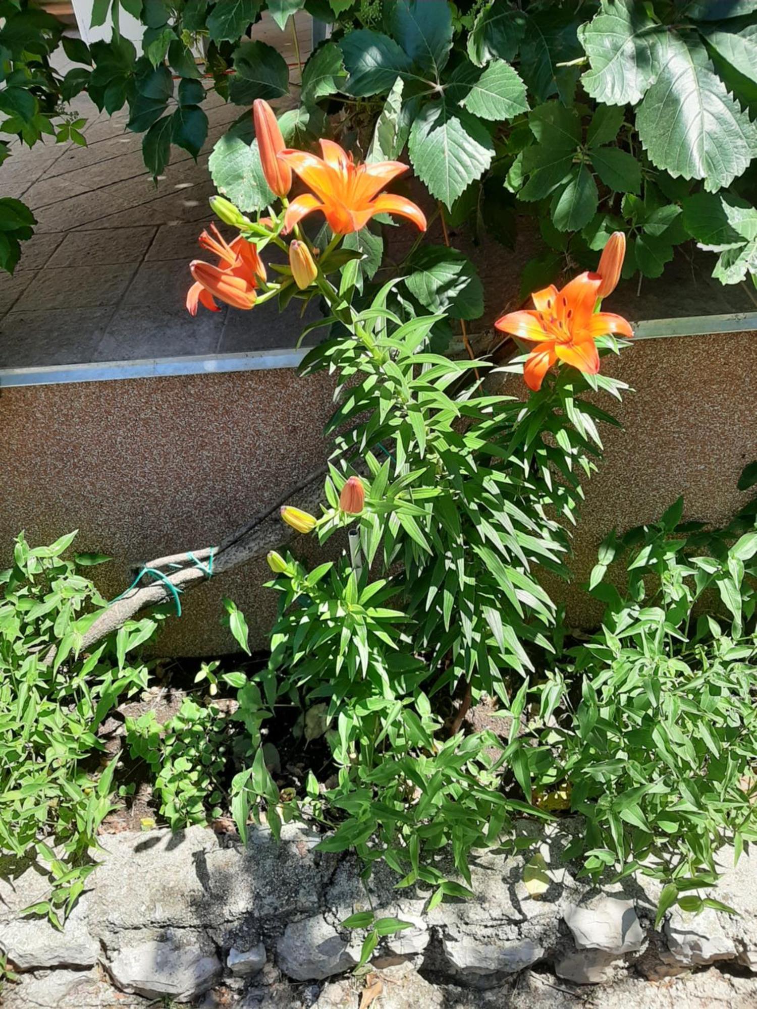 Apartmani Marija Повляна Стая снимка